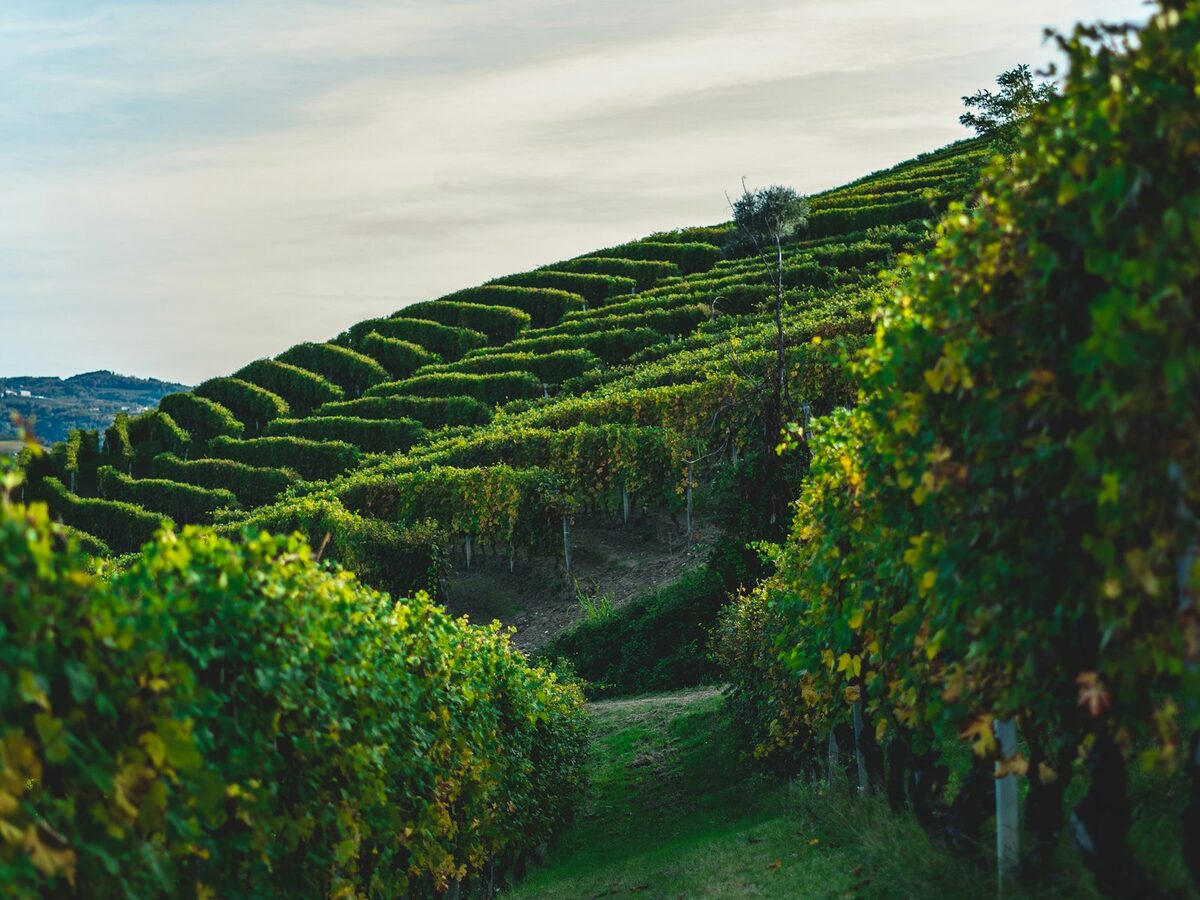 Glooiende Langhe-wijngaarden in Piemonte, terrassen Nebbiolo-druiven